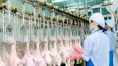 Bình Phước: Xây dựng chuỗi sản xuất gà an toàn phục vụ xuất khẩu