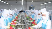 Cà Mau dẫn đầu cả nước về xuất khẩu tôm với kim ngạch hơn 1 tỷ USD mỗi năm