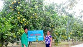 Ông Nguyễn Công Phụ và vợ bên vườn cam VietGAP mang lại hiệu quả kinh tế cao