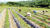Cần 13,8 tỷ đồng hỗ trợ nông dân khó khăn