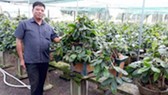 Làm giàu với nghề trồng hoa, cây kiểng