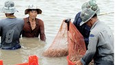 Giá tôm giảm mạnh, người nuôi gặp khó