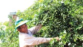 Lão nông Phạm Đình Độ có cơ ngơi bạc tỷ nhờ vườn cây ăn trái ở đồi Bà Nông