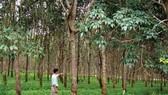 Bình Dương: Thu hồi gần 346ha đất trồng cao su để làm khu công nghiệp