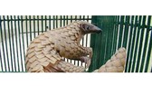 Tình trạng săn bắt, buôn bán và nuôi động vật hoang dã tiềm ẩn nguy cơ xảy ra các loại dịch bệnh mới