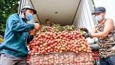 Người dân huyện Lục Ngạn, tỉnh Bắc Giang thu gom vải thiều bán cho thương lái, tháng 6-2021. Ảnh VIẾT CHUNG