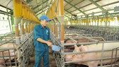 Phải tổ chức lại sản xuất để đảm bảo nguồn thực phẩm an toàn