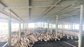 Mô hình nuôi vịt biển phù hợp với tình trạng biến đổi khí hậu tại ĐBSCL