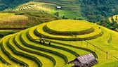 Phát huy tiềm năng ruộng bậc thang Mù Cang Chải lên tầm quốc tế