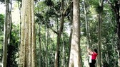 Rừng săng lẻ Tam Đình là điểm dừng chân lý thú của du khách