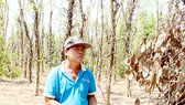 Người trồng tiêu ở huyện Bù Đốp buồn rầu vì tiêu chết hàng loạt, lại gặp cảnh rớt giá liên tục Ảnh: HOÀNG BẮC