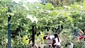 Vui như người Việt làm vườn