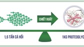 Hoạt chất từ sụn cá hồi Nhật Bản - Giải pháp đột phá cho người bệnh thoái hóa khớp