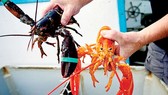 EU sẽ giảm 8% - 12% thuế đối với tôm hùm nhập khẩu từ Mỹ