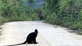 Bàn giao cá thể voọc Lào cho trung tâm cứu hộ linh trưởng