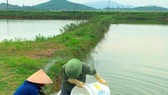 Xử lý ao nuôi tôm bị bệnh đốm trắng ở huyện Kỳ Anh, Hà Tĩnh. Ảnh: DƯƠNG QUANG