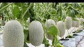 Miền Trung: Cây trái đặc trưng được mùa, giá cao