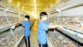 Cơ sở nuôi gà lấy trứng tại tỉnh Bình Dương. Ảnh: CAO THĂNG