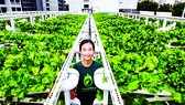 Một nông trại trên mái tòa nhà để xe ở Singapore