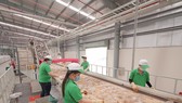 Dây chuyền tái chế rác thải nhựa tại Công ty TNHH Nhựa tái chế Duy Tân