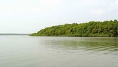 Thả tôm càng xanh giống vào sông Lòng Tàu