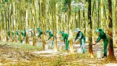 Năm 2021-Tiêu thụ cao su thuận lợi hơn