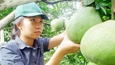 Bưởi Tân Triều rớt giá