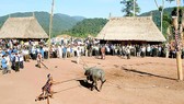 Từ 2016 đến nay, huyện Tây Giang đã không còn tổ chức đâm trâu