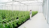 Nâng cao hiệu quả hoạt động của công ty nông, lâm nghiệp