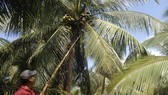 Xuất hiện sâu lạ phá hại dừa ở Bến Tre