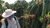 Bao giờ nhà nông hết “đói” thông tin?