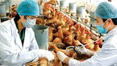 Hàng ngàn thanh niên giúp người dân phòng chống dịch bệnh gia súc