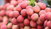 Đề nghị giảm cước vận tải hàng không với vải thiều Bắc Giang