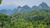 Xây dựng hệ thống quản lý rừng bền vững