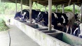 Khổ vì trang trại chăn nuôi bao vây