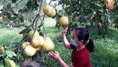 Kết nối, đưa nông sản lên sàn thương mại điện tử
