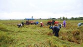 Miền Trung: Hàng ngàn hécta lúa chín bị ngập úng, hư hại