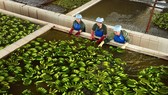 Nâng chất để trái cây Việt vươn xa