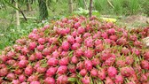 Sâu bệnh hoành hành, giá thanh long cao kỷ lục