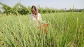 “Bùng nổ” phân bón hóa học ở ĐBSCL