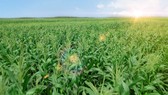 Cánh đồng bắp tươi tại Trang trại sinh thái Vinamilk Green Farm Tây Ninh