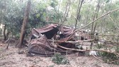 Cây ngã đè lên một chốt chống dịch dọc biên giới trên địa bàn huyện Tân Biên, Tây Ninh