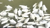 Cá lồng bè bị chết hàng loạt, thiệt hại hơn 10 tỷ đồng. Ảnh: VŨ PHONG