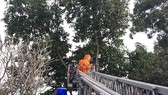 Cận cảnh cảnh sát PCCC xử lý hơn 10 tổ ong vò vẽ gần nhà dân ở Thủ Đức