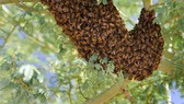 Gần 20 học sinh nhập viện vì bị ong đốt