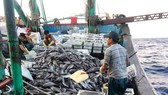 Cứu sống 8 ngư dân bị chìm tàu trên biển