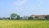 Thanh Hóa hỗ trợ tới 700 triệu đồng cho nghiên cứu, chọn tạo được 1 giống lúa lai F1