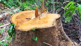 Vụ gỗ bị đốn hạ giữa 2 trạm bảo vệ rừng: xử phạt 200 triệu đồng
