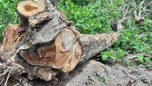 Một cây gỗ giáng hương bị cưa hạ