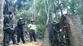 Vụ cưa hạ hơn 49m³ gỗ ở Gia Lai: Khởi tố 4 lâm tặc